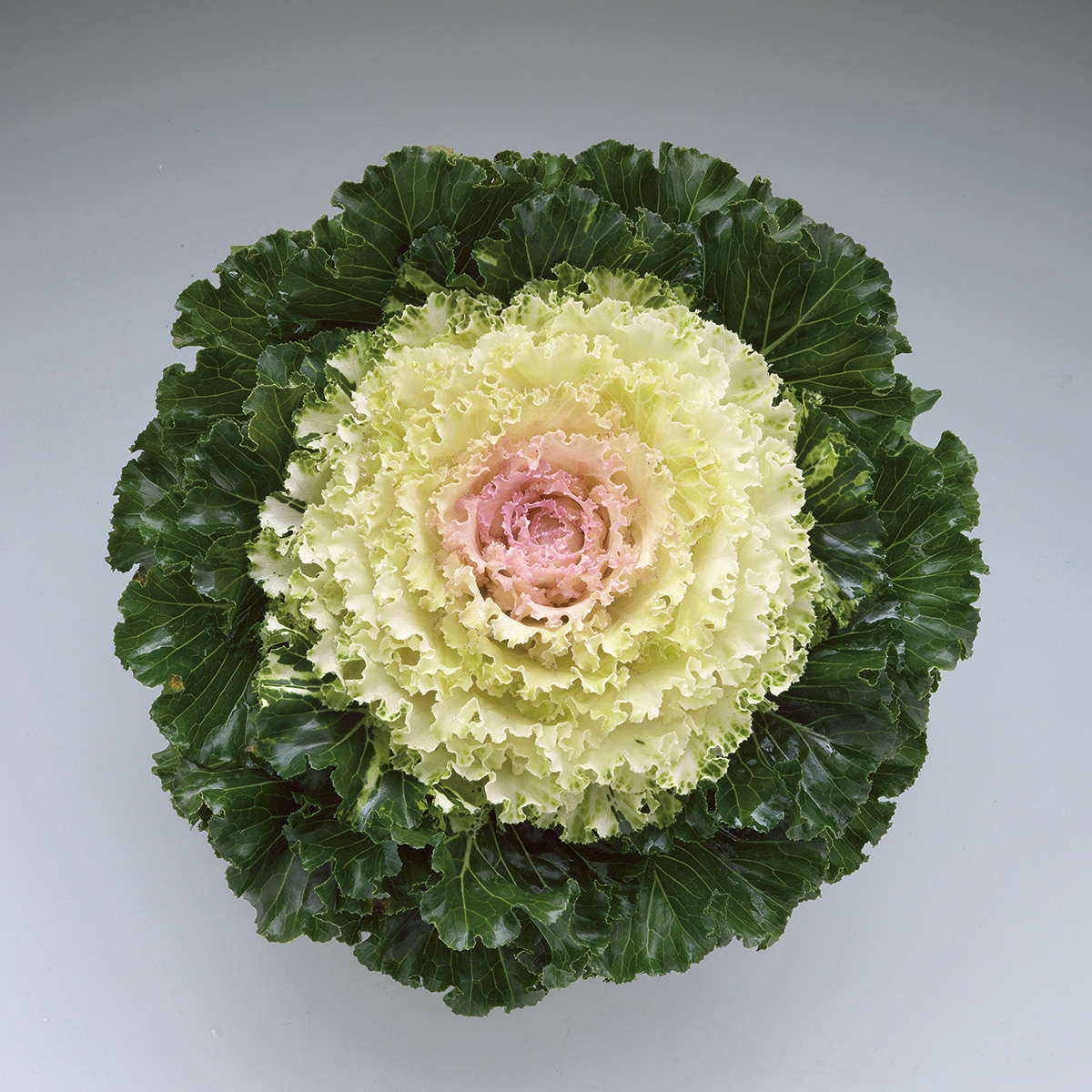 Flower Kale F1 Crystal Snow