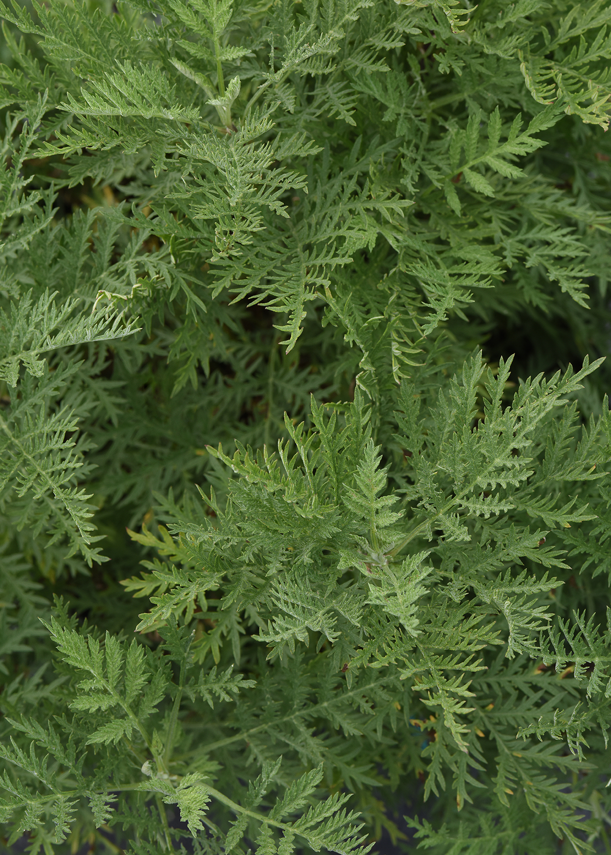 Artemisia SunFern