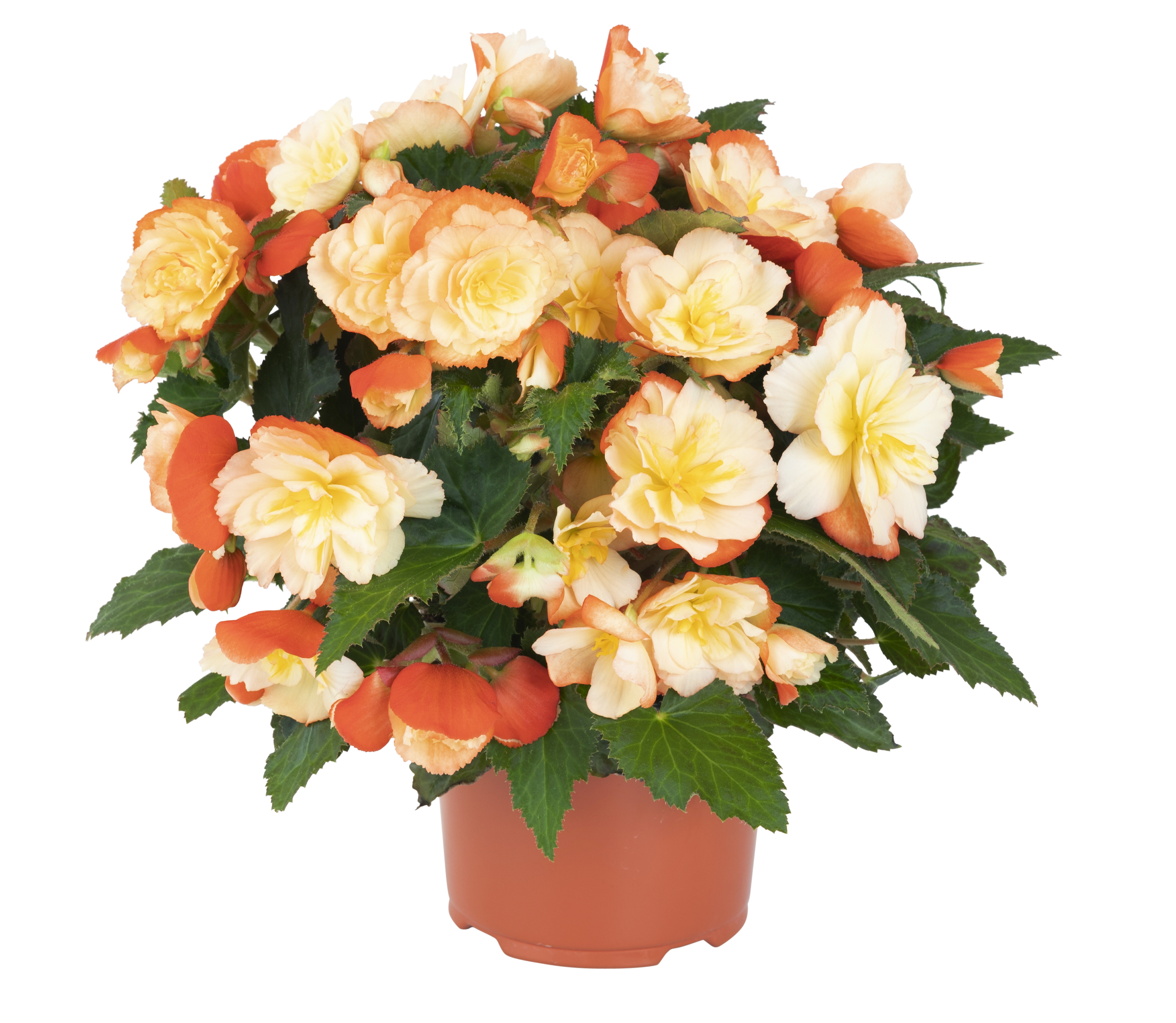 Begonia I'CONIA Scentiment Peachy Keen