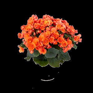Begonia Sweeties Series - Sweetie Orange