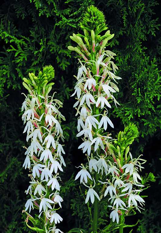 Lobelia cardinalis f. albiflora 'White Cardinal' 2