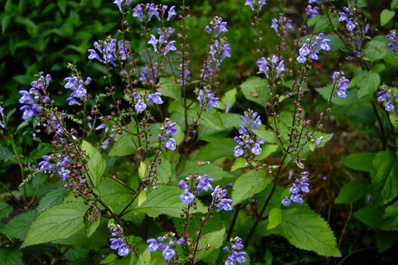 Scutellaria_Appalachian Blues (4).jpg